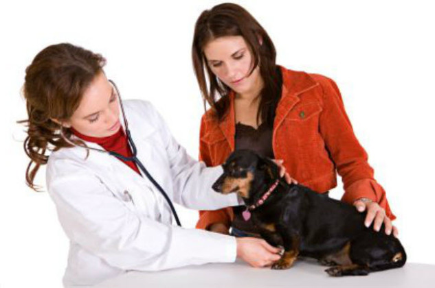 major health problems in dogs