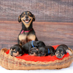 Photogenic Dog Gives Birth To Beautiful Puppies