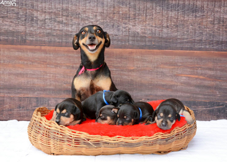 dog together with her pups